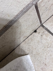 Bug