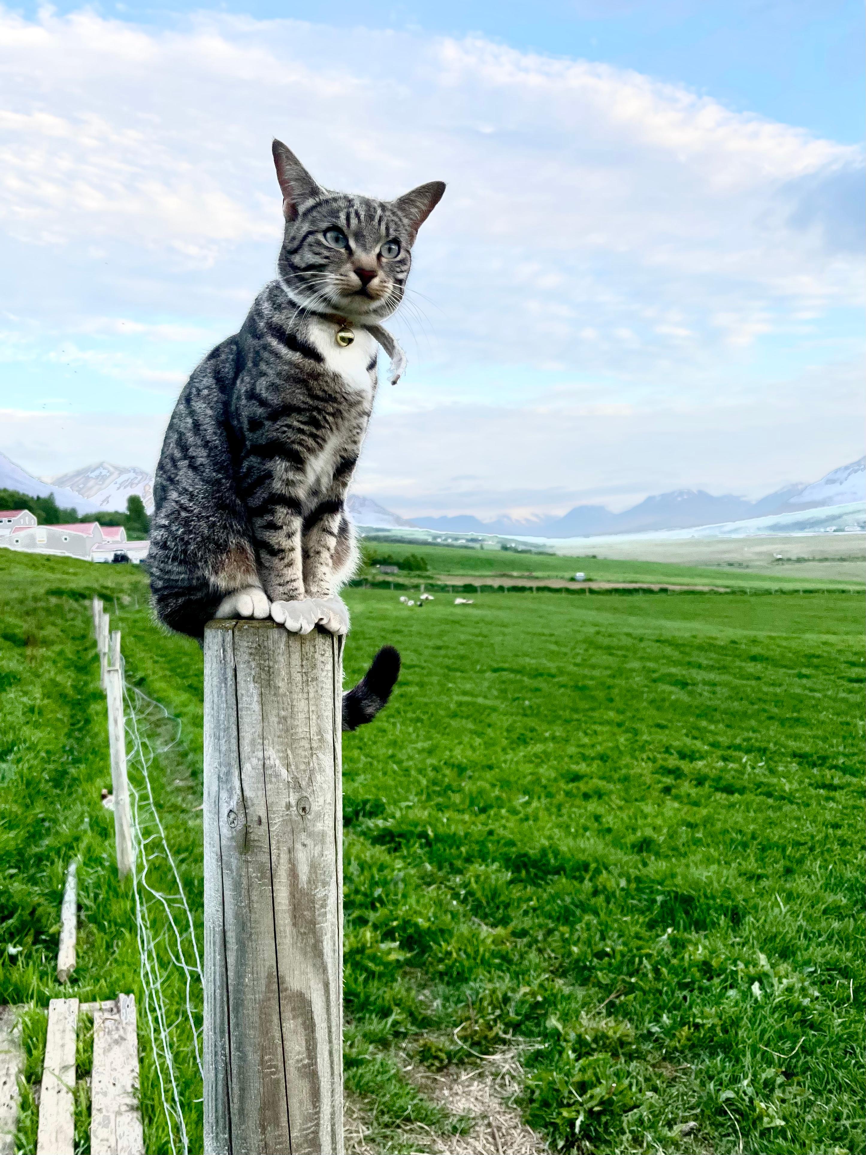 Die Hauskatze, sehr zutraulich