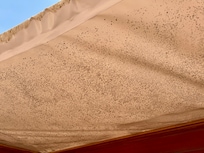 Mold