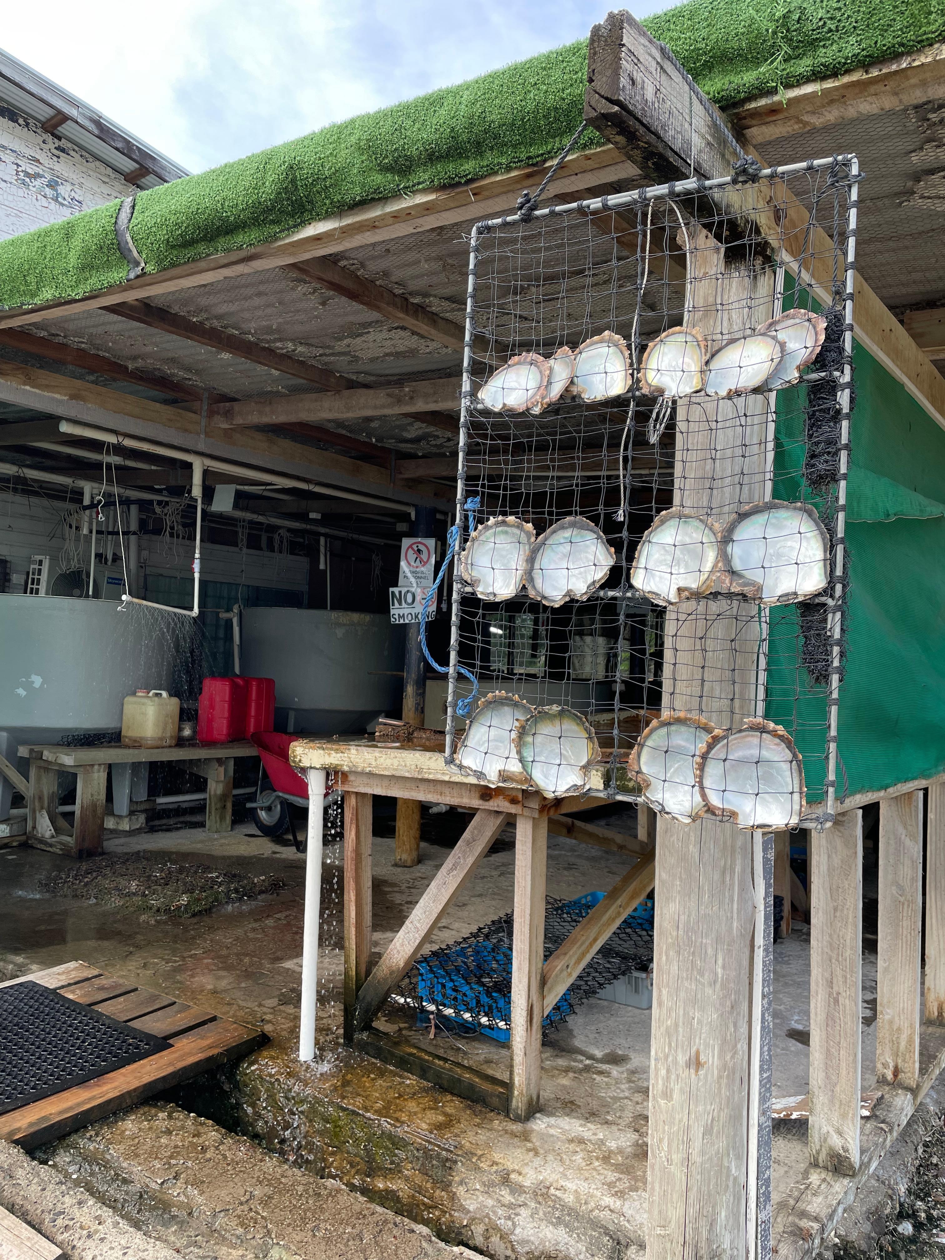 J. Hunters Pearl Farm
