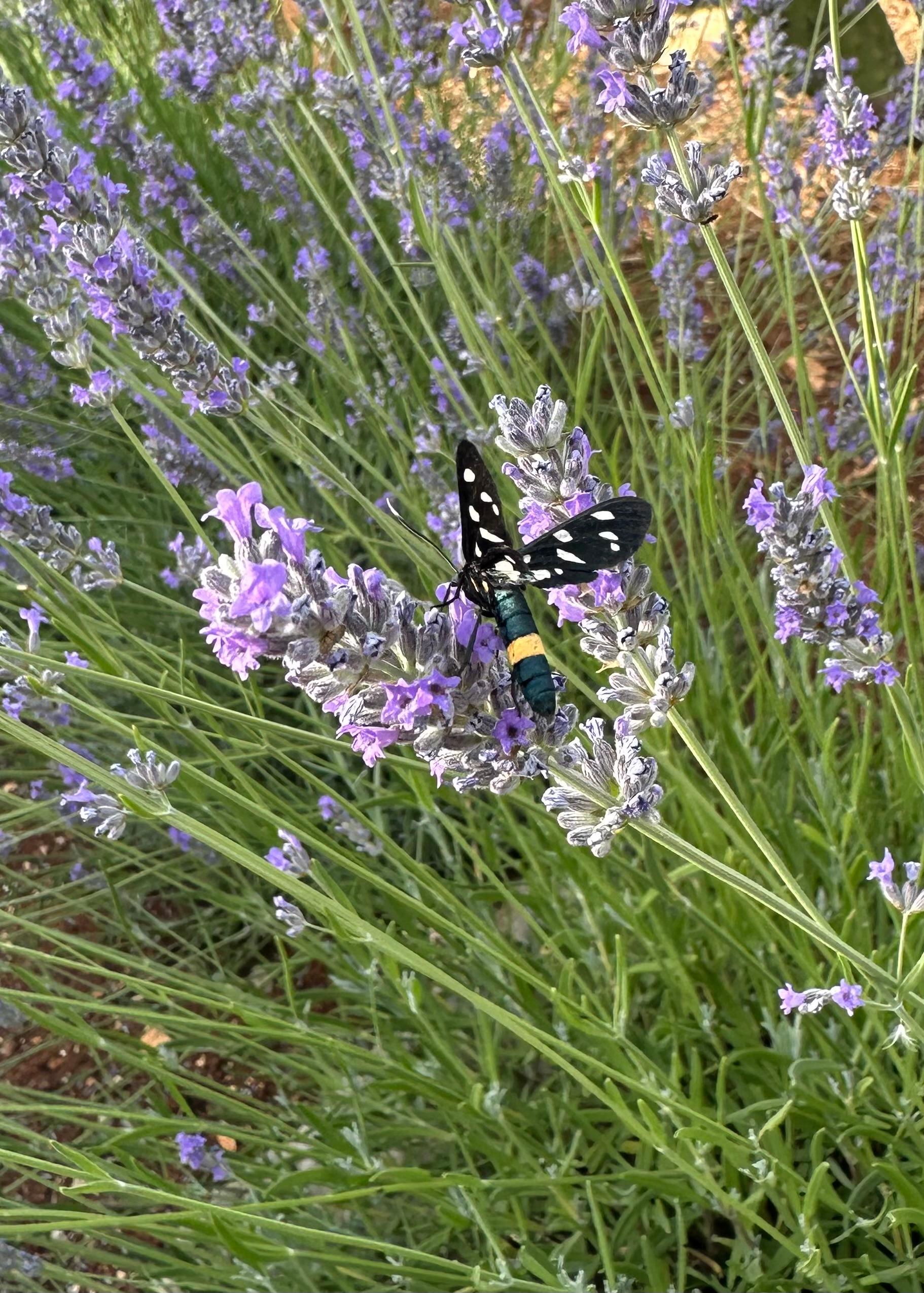 Lavender gardens 