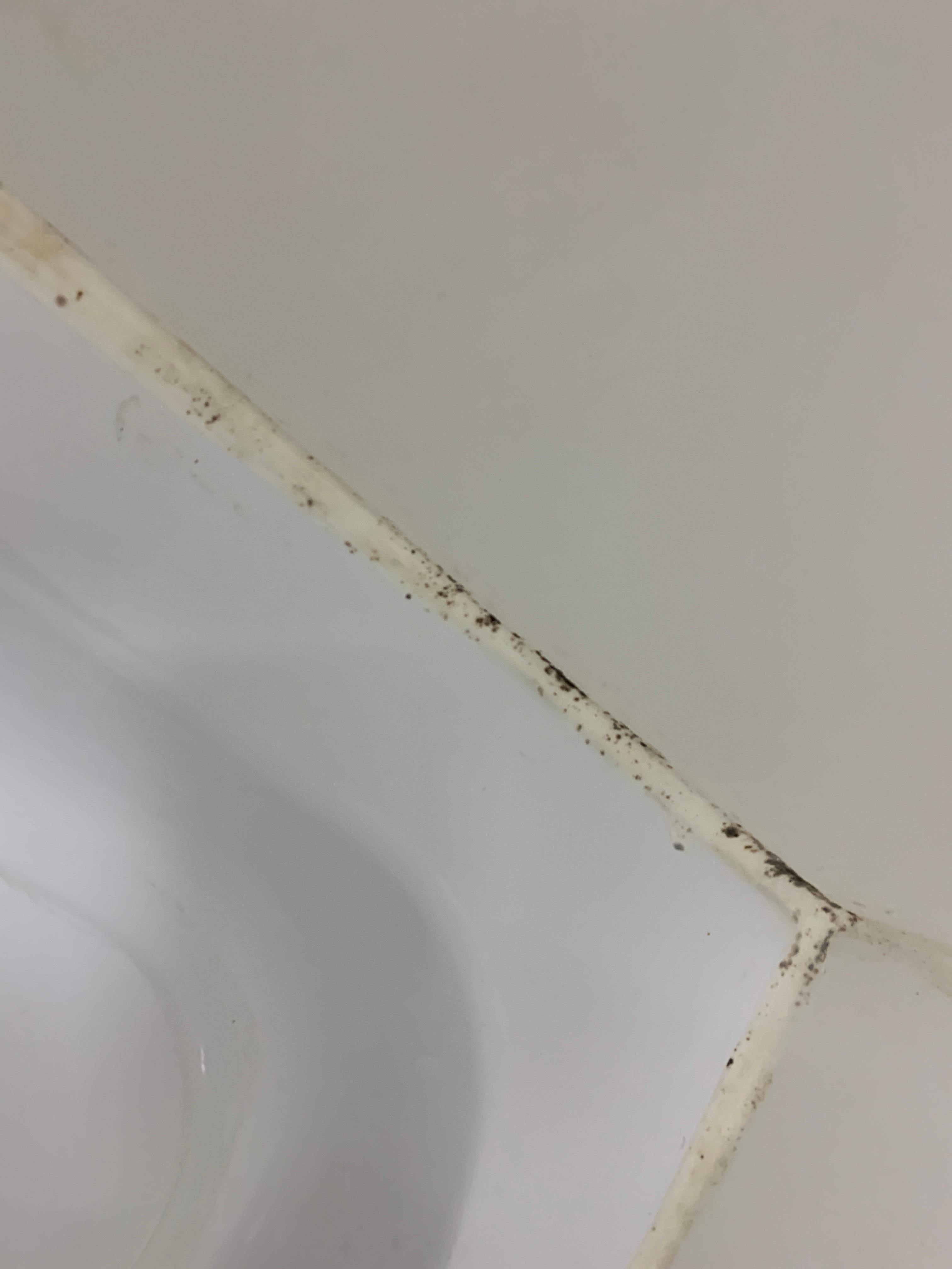 Mould in the shower - disgusting!