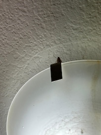 My company for the evening