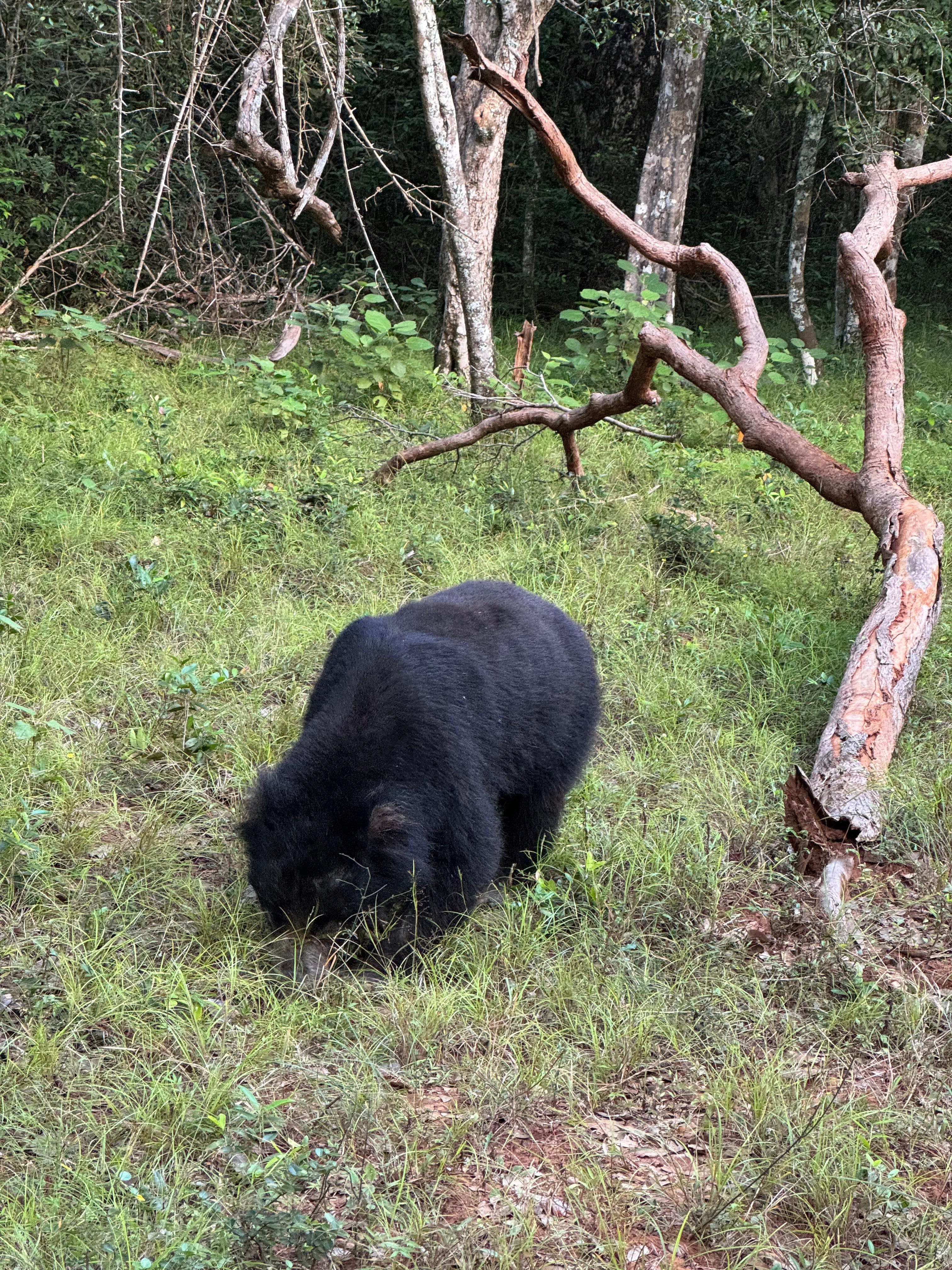 Daytime Safari, Bear