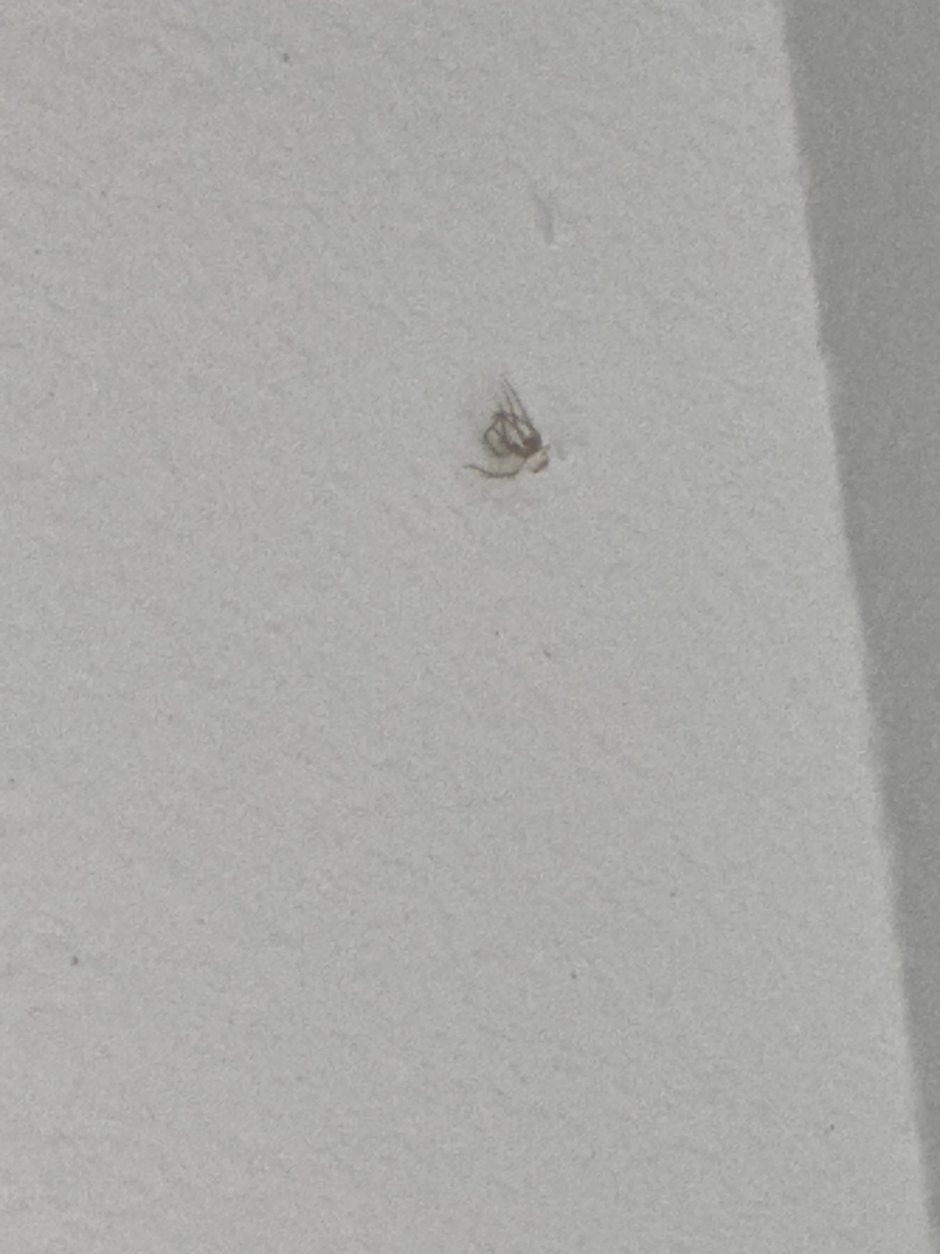 Dead spider on wall 