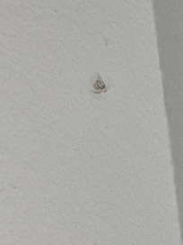 Dead spider on wall