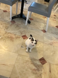 This cat begs at the table in the restaurant