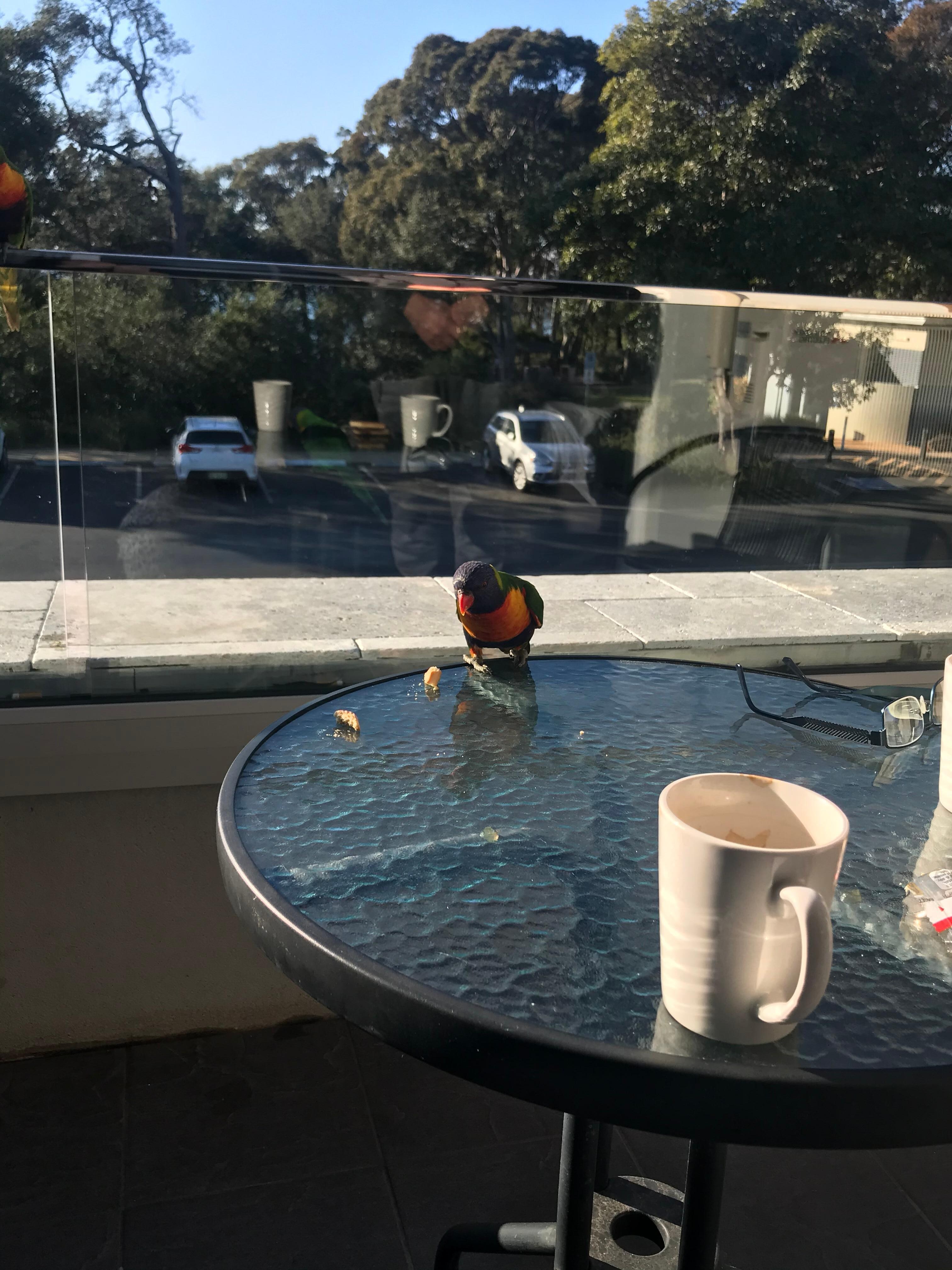 Super friendly birds.