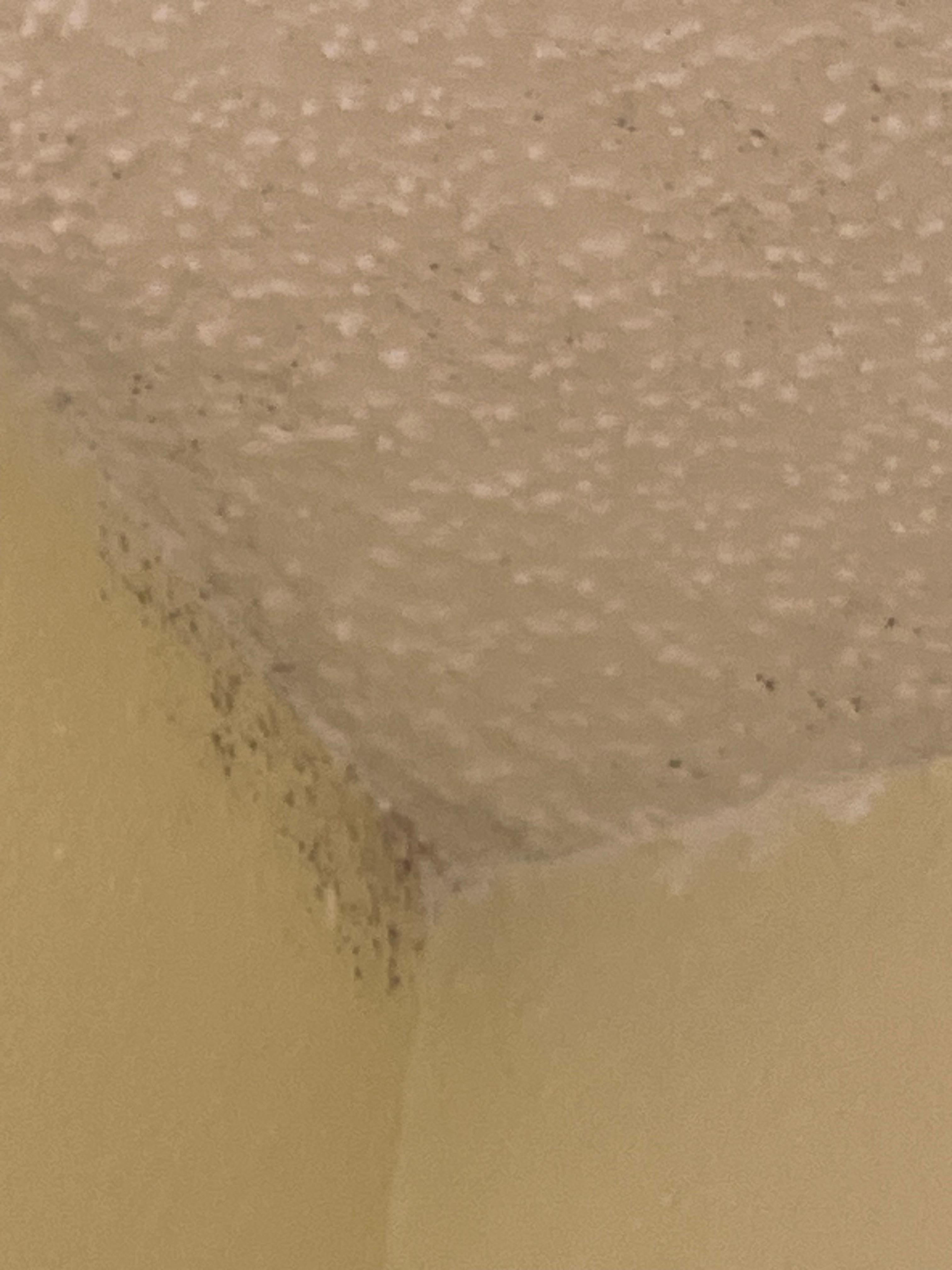 Mold in bathroom ceiling 