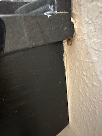 Cockroach in the bathroom
