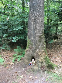 Wilde kabouters in het bos...