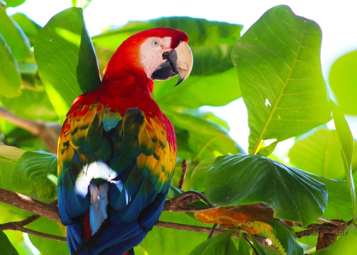 Almond-loving macaws (lapas)