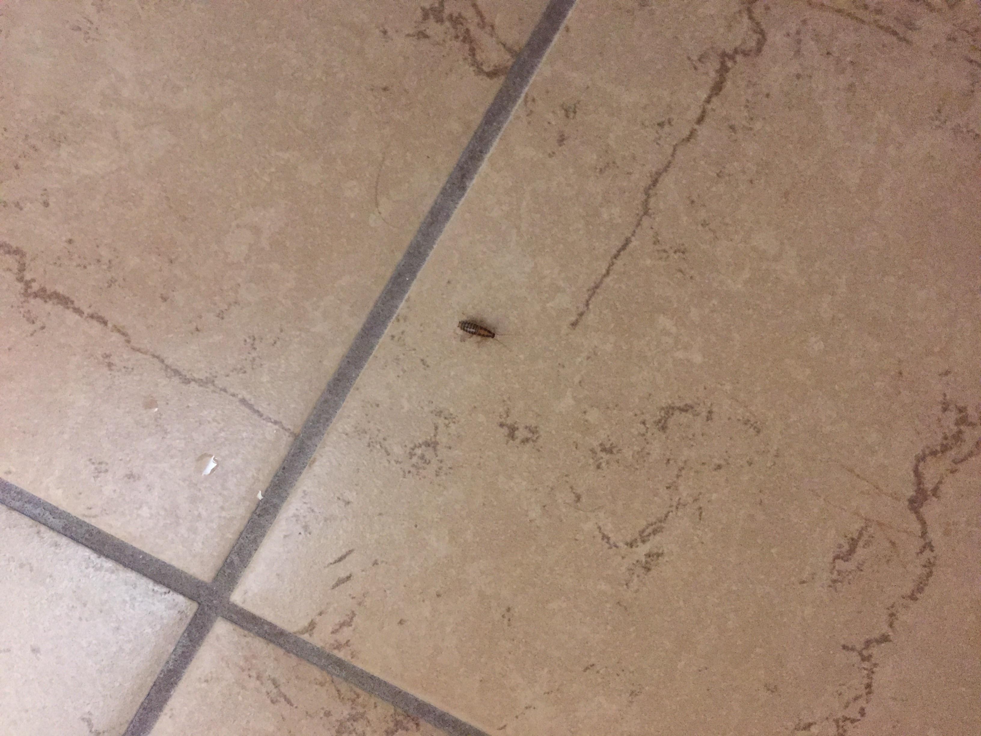 These were scurrying in the bathroom when the lights came on. Roaches?