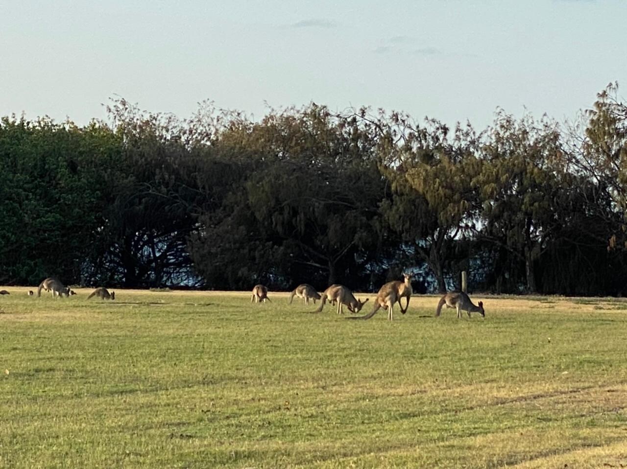 Hier sah ich meine ersten frei lebenden Kängurus ( Sportplatz) 