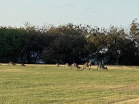 Hier sah ich meine ersten frei lebenden Kängurus ( Sportplatz)