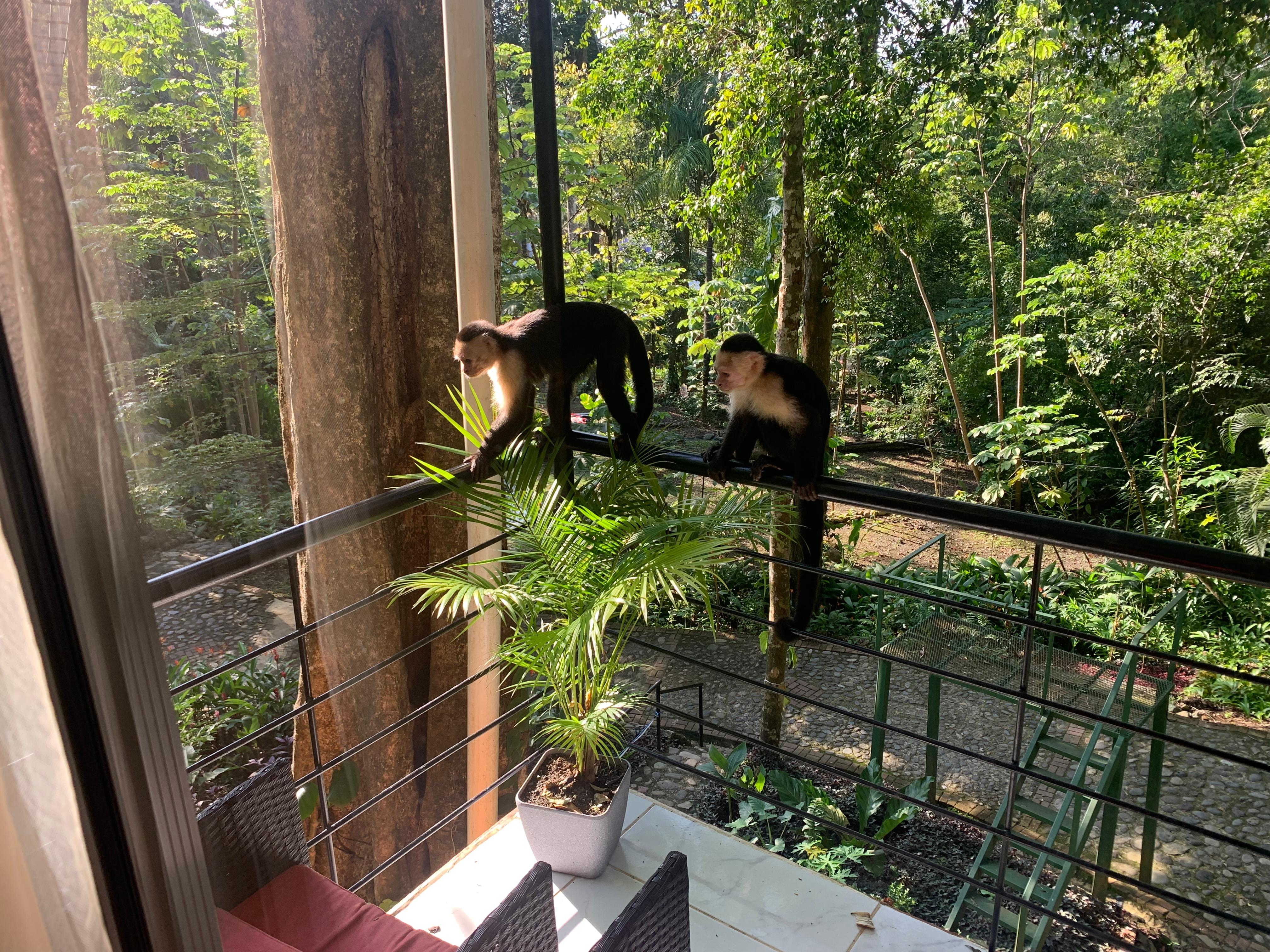 Monkeys...on our balcony!