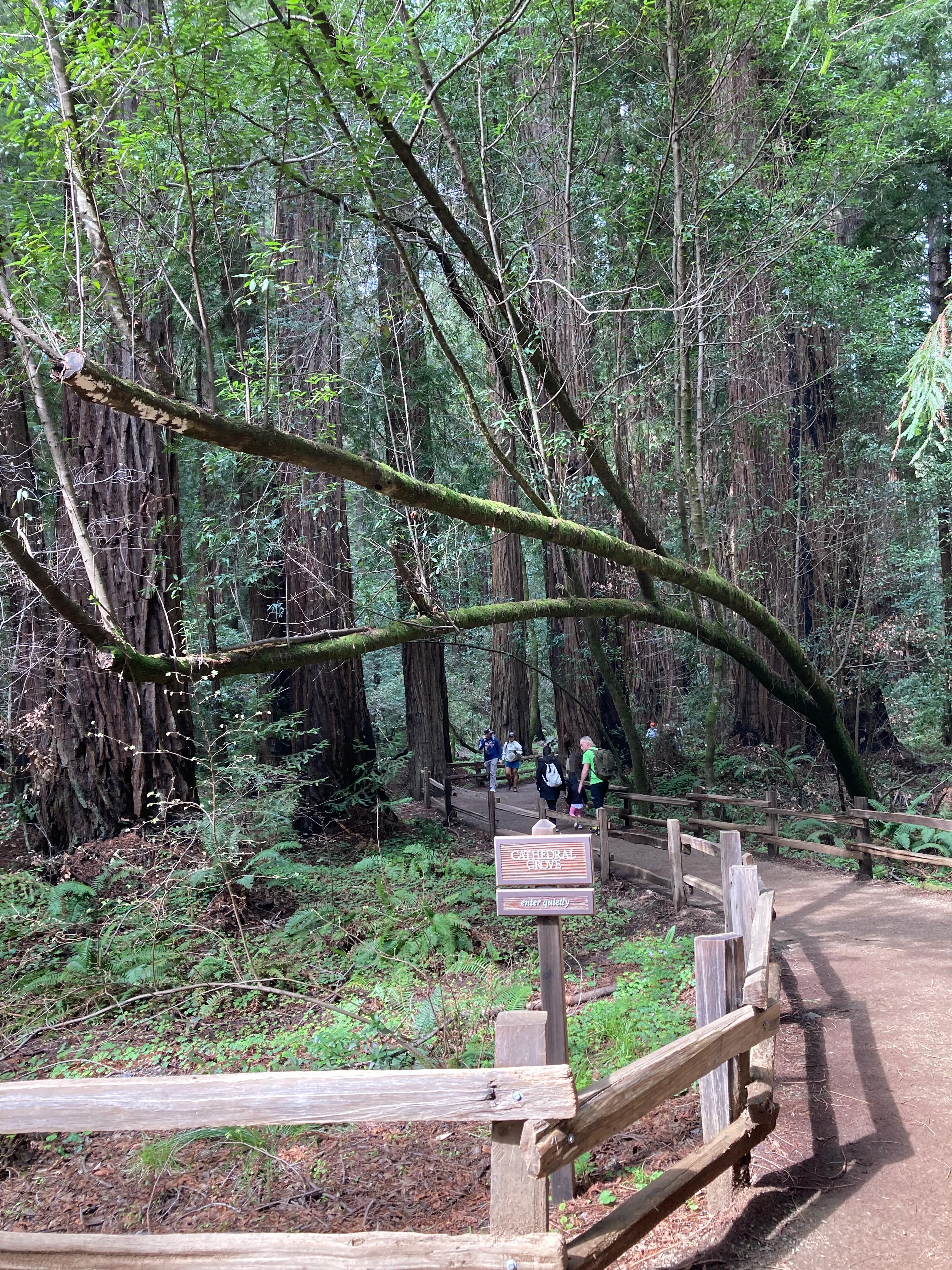 Muir Woods national park