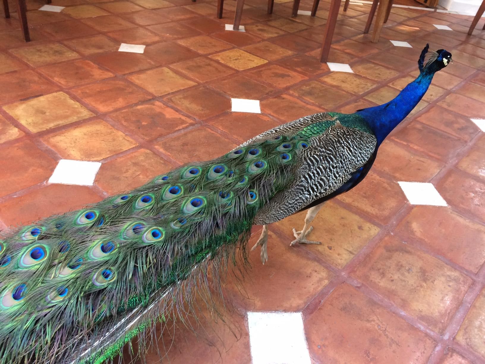 One of the resident peacocks strolling by at breakfast