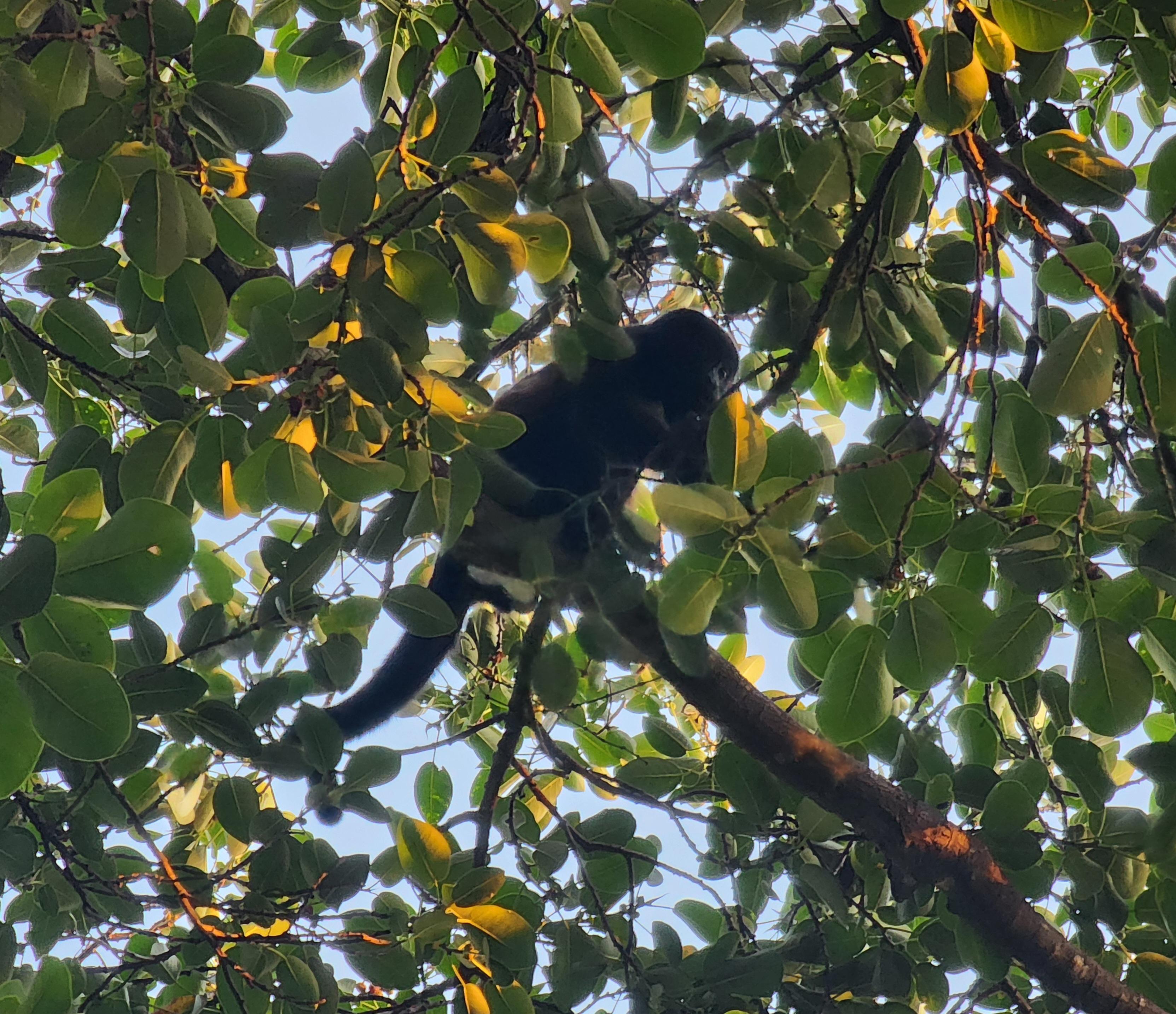 Monkeys from our room