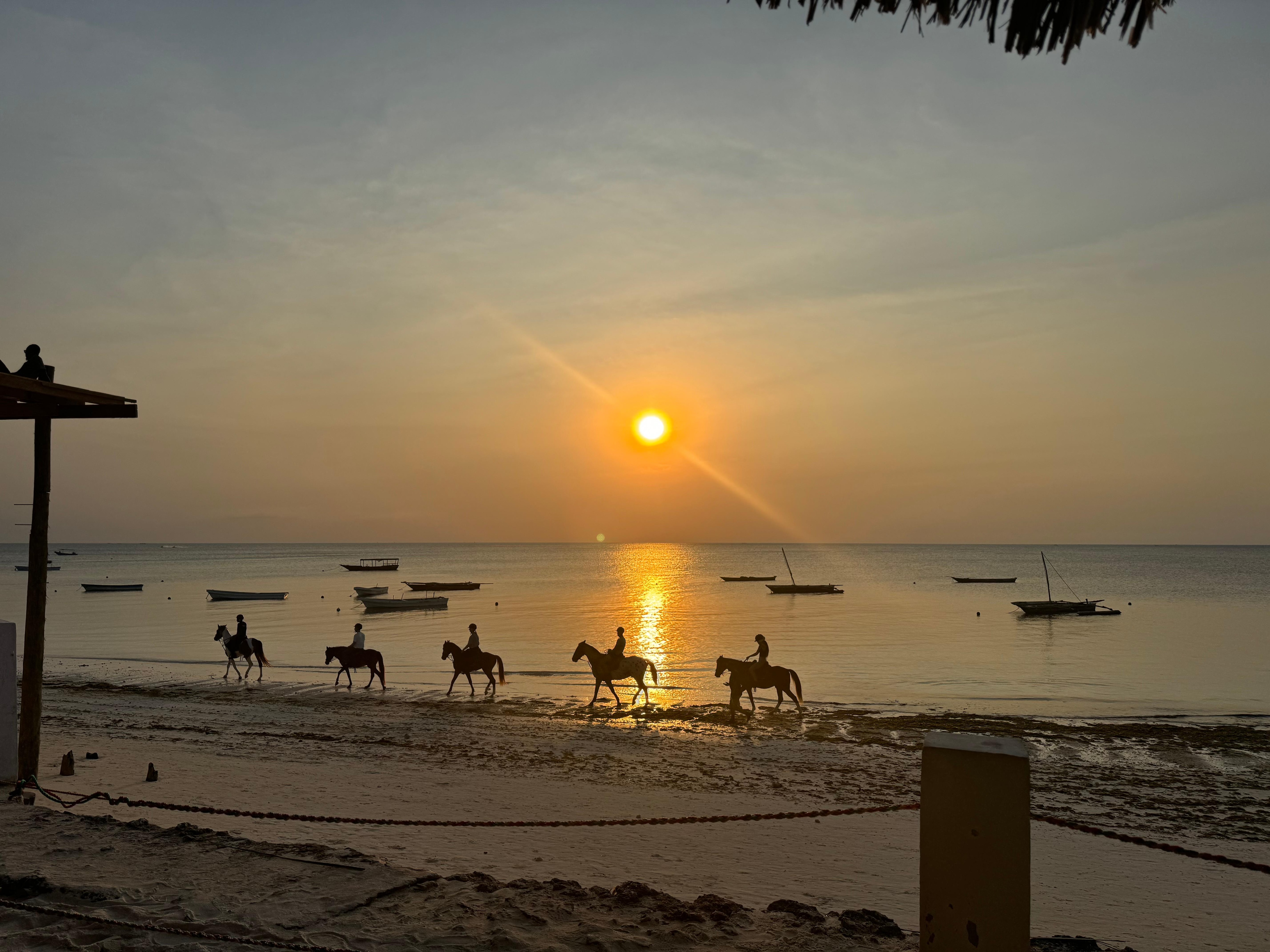 Horses in sunset