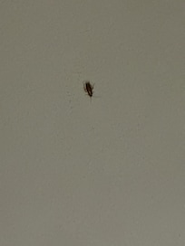 Blatte sur le mur