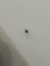 クモも探せば、居ます、
