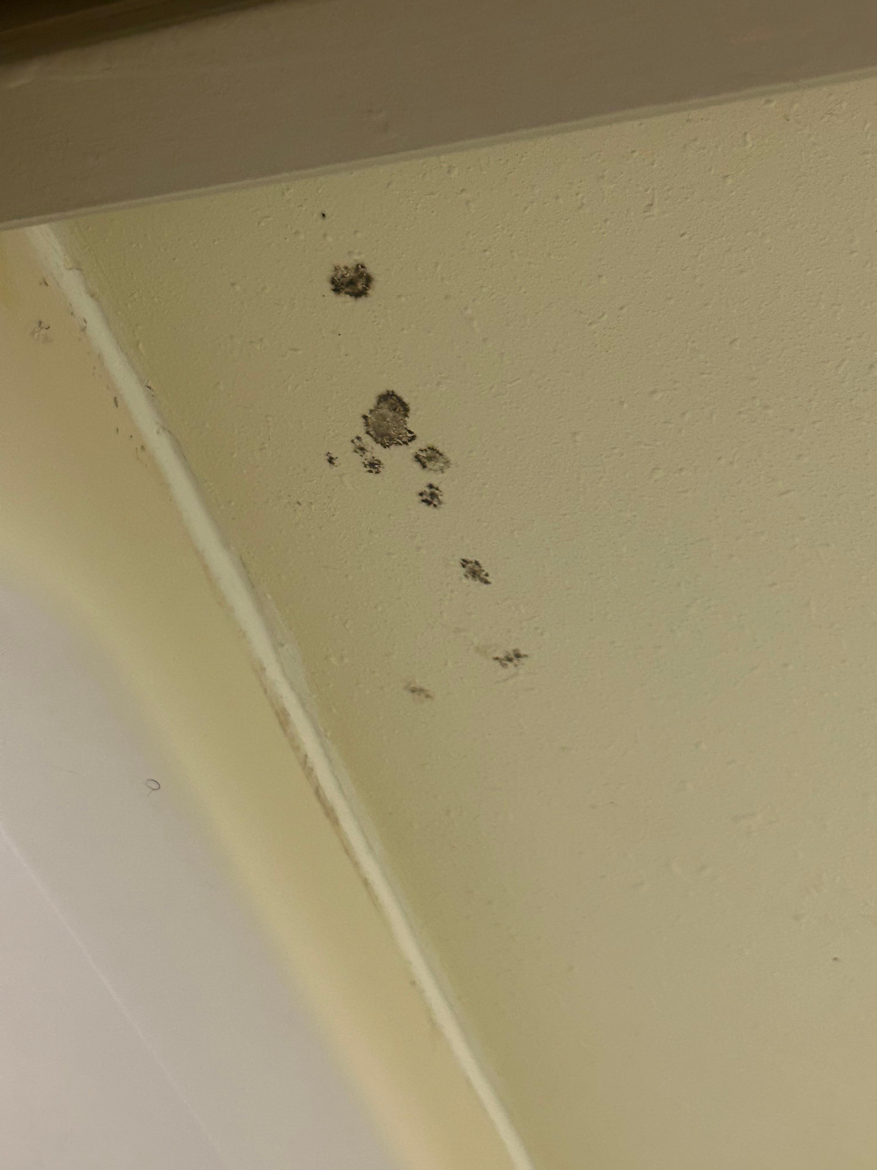 Black mold on the ceiling 