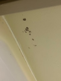 Black mold on the ceiling