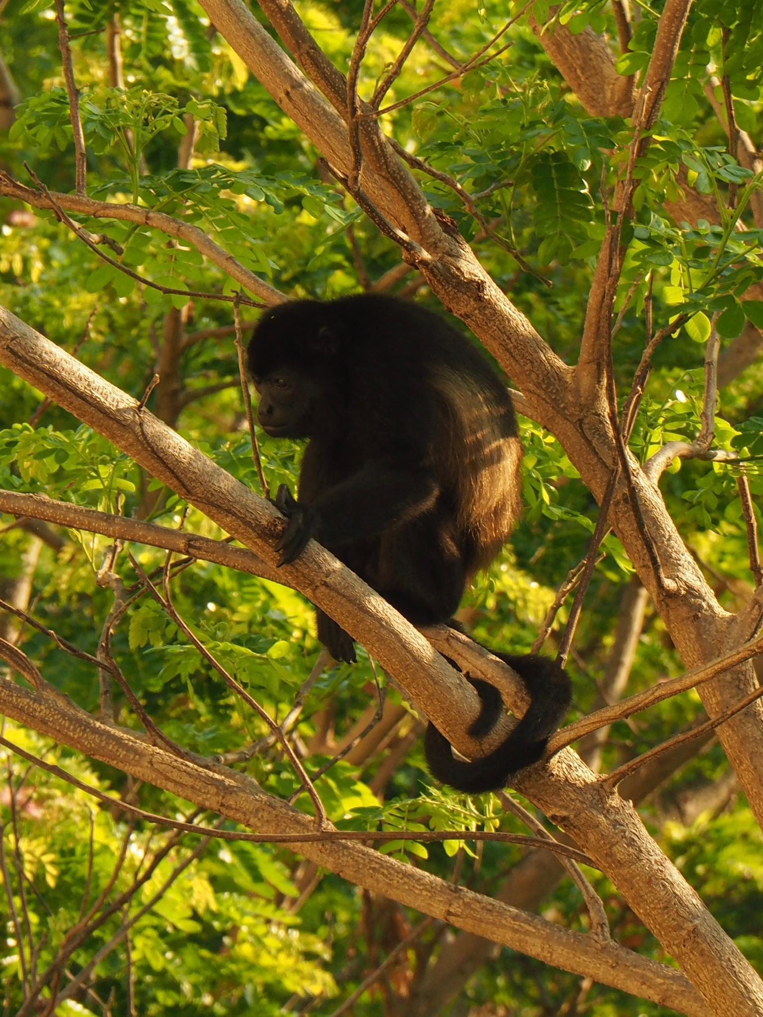 Howler monkeys paying a visit