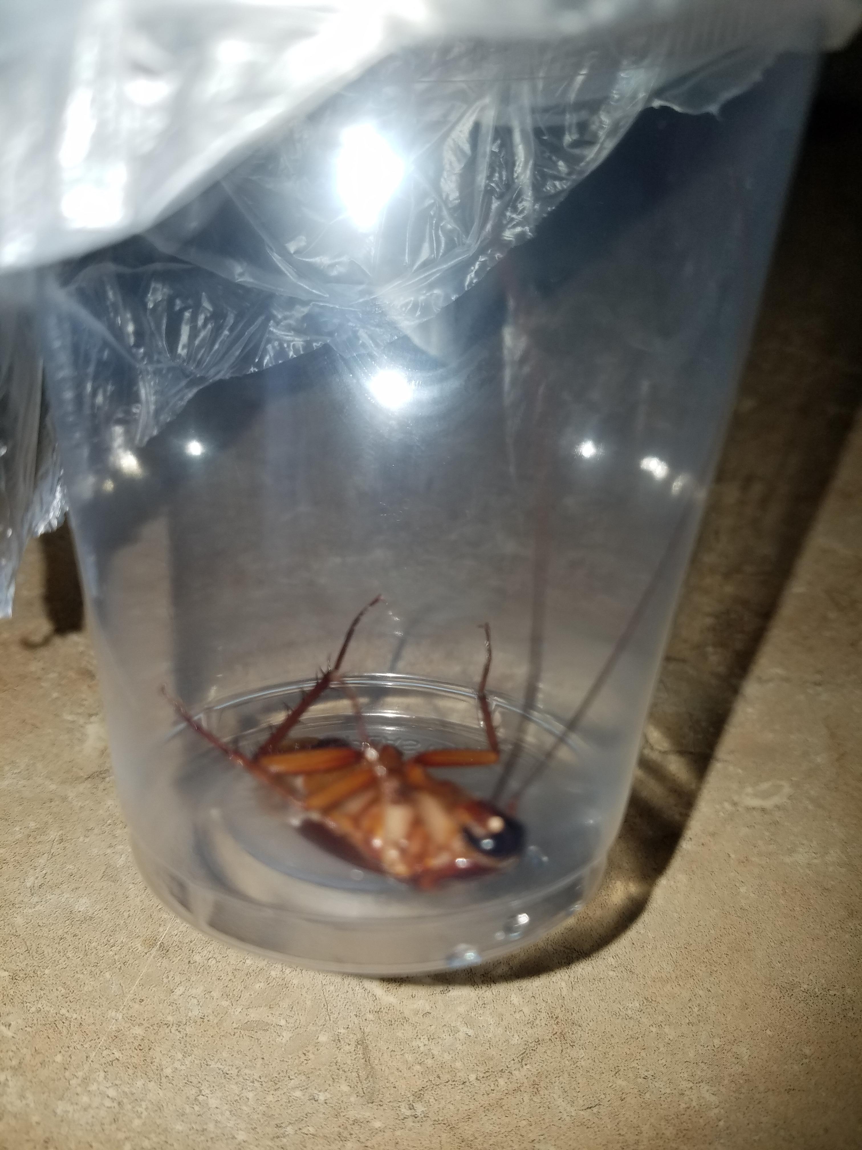 Roaches