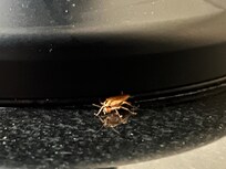 Roach behind TV