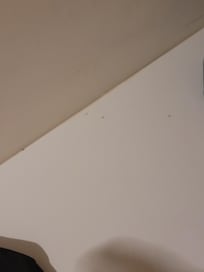 formiche sulla mensola