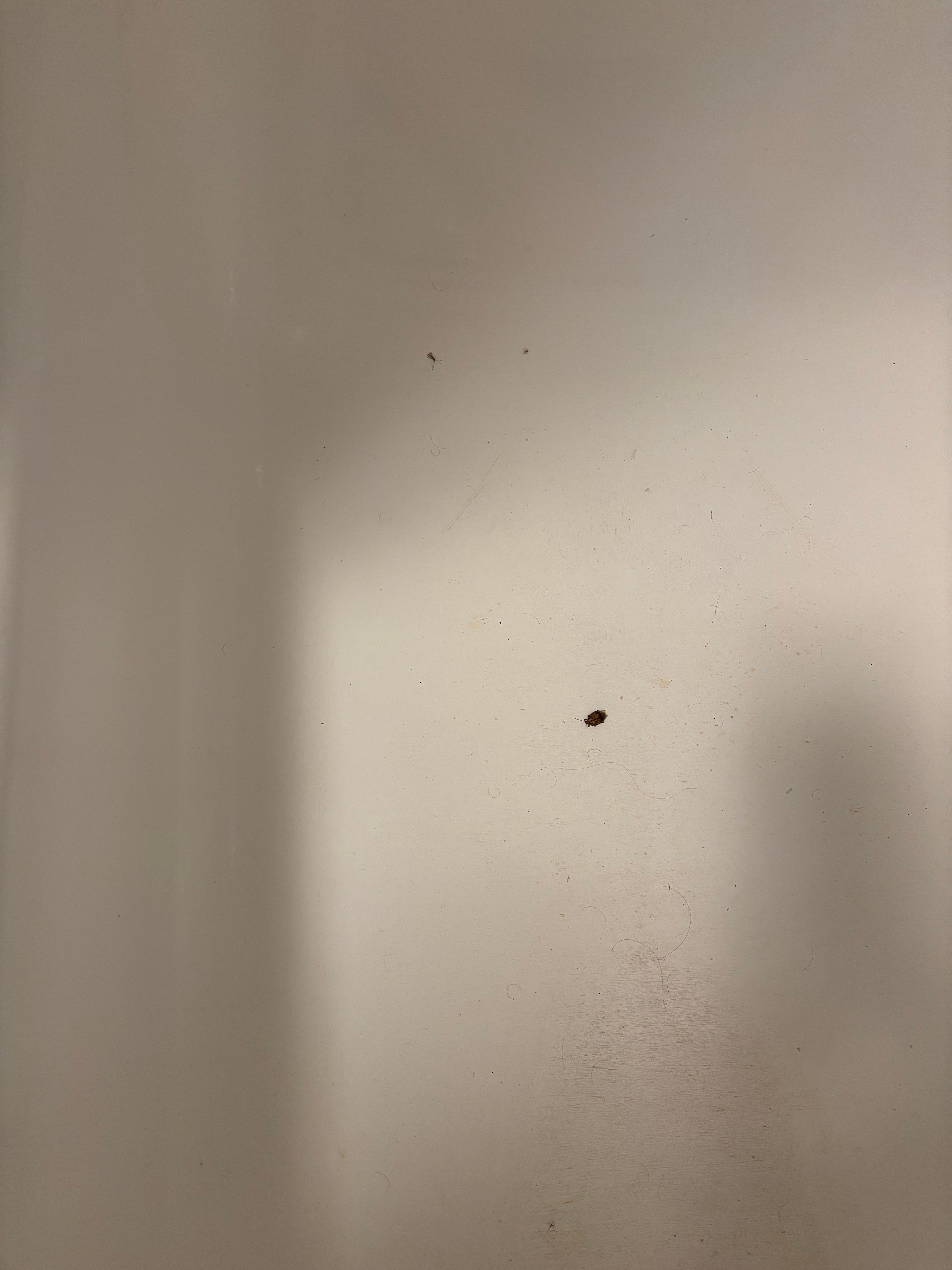 Dead bugs in tub