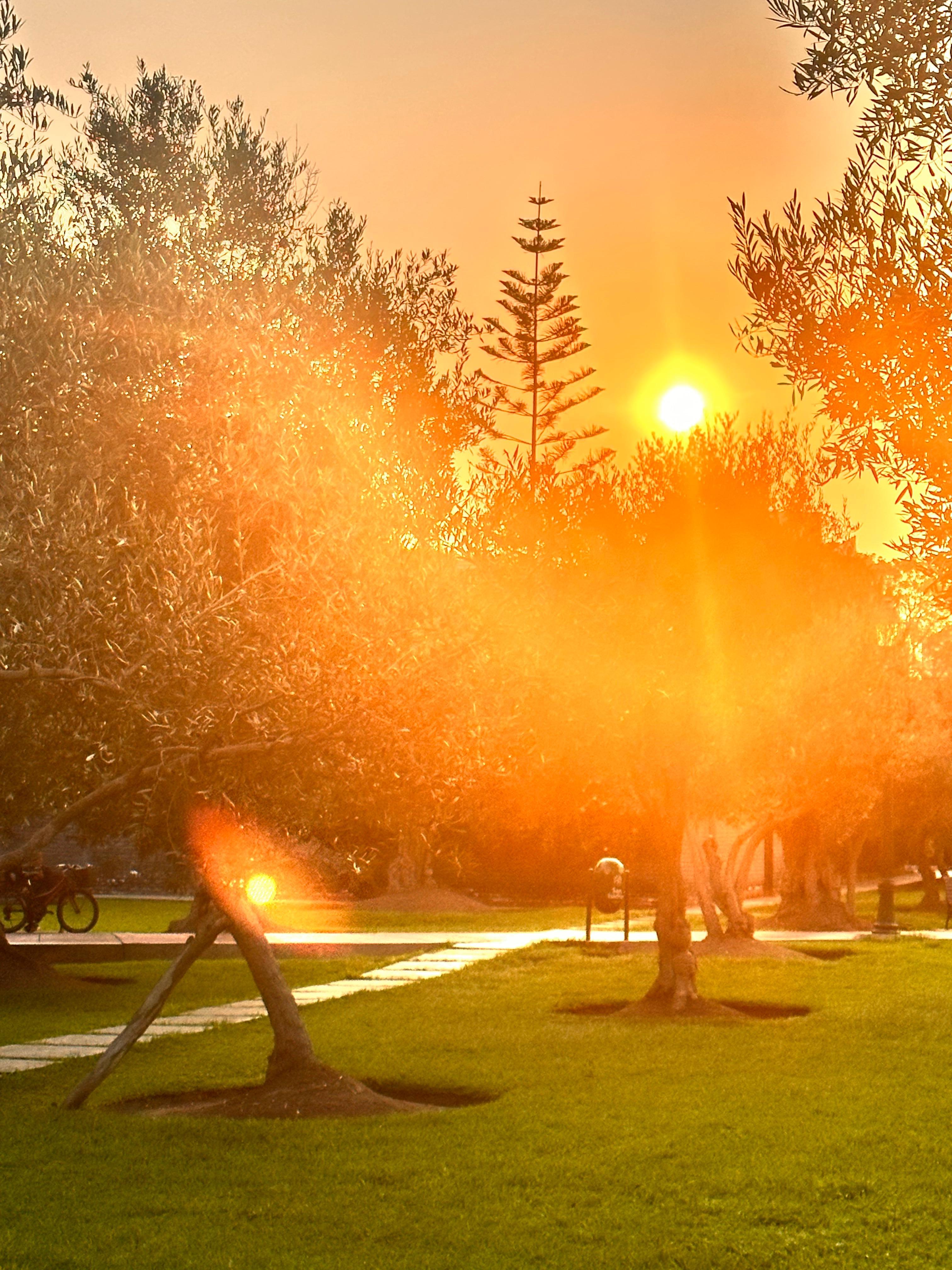 Amanecer en el parque el Olivar 