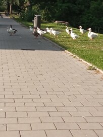 Parco vicino a qualche centinaio di metri