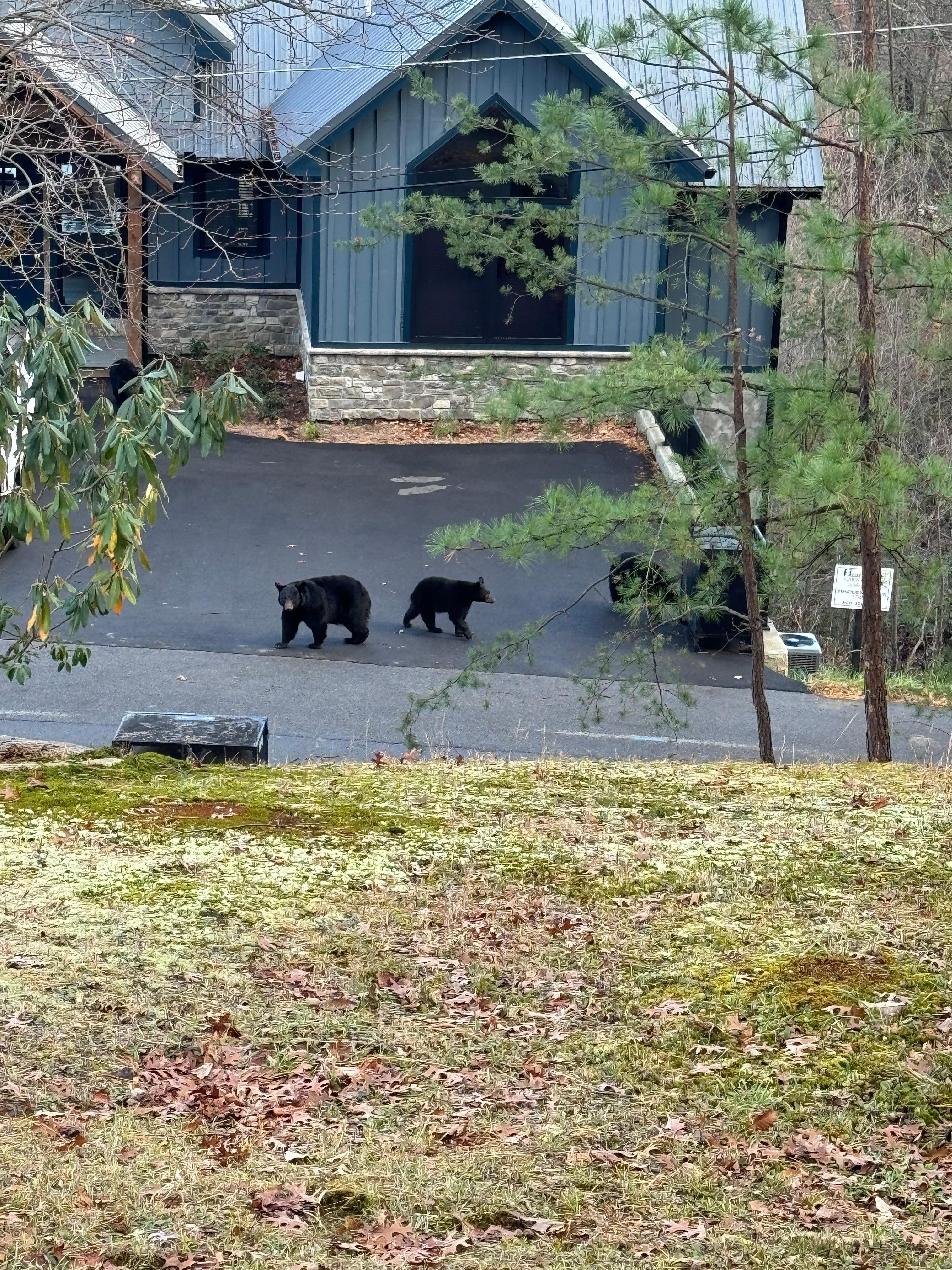 Neighbors had some hungry guests!