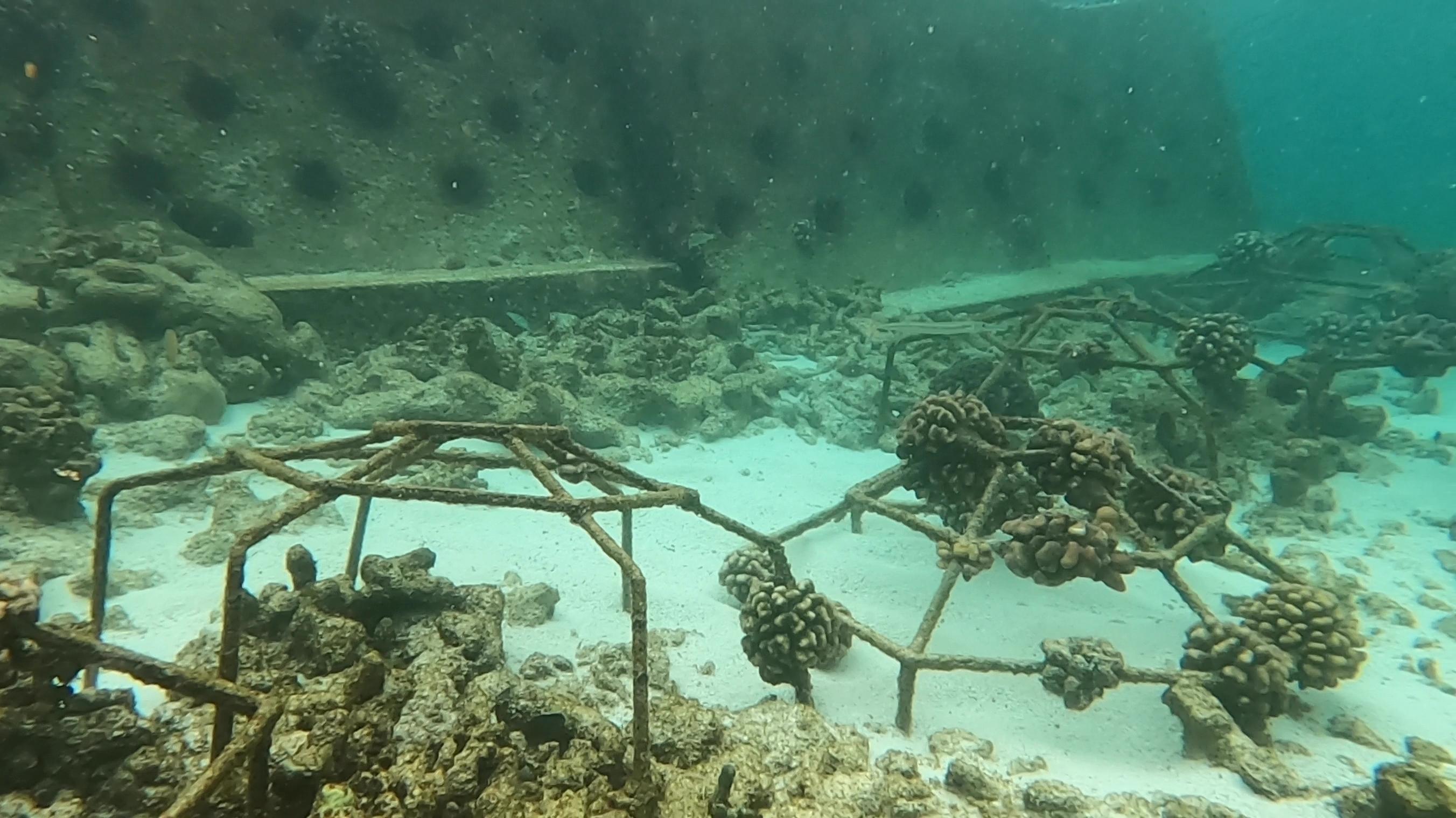 Coral reef restoration project in action