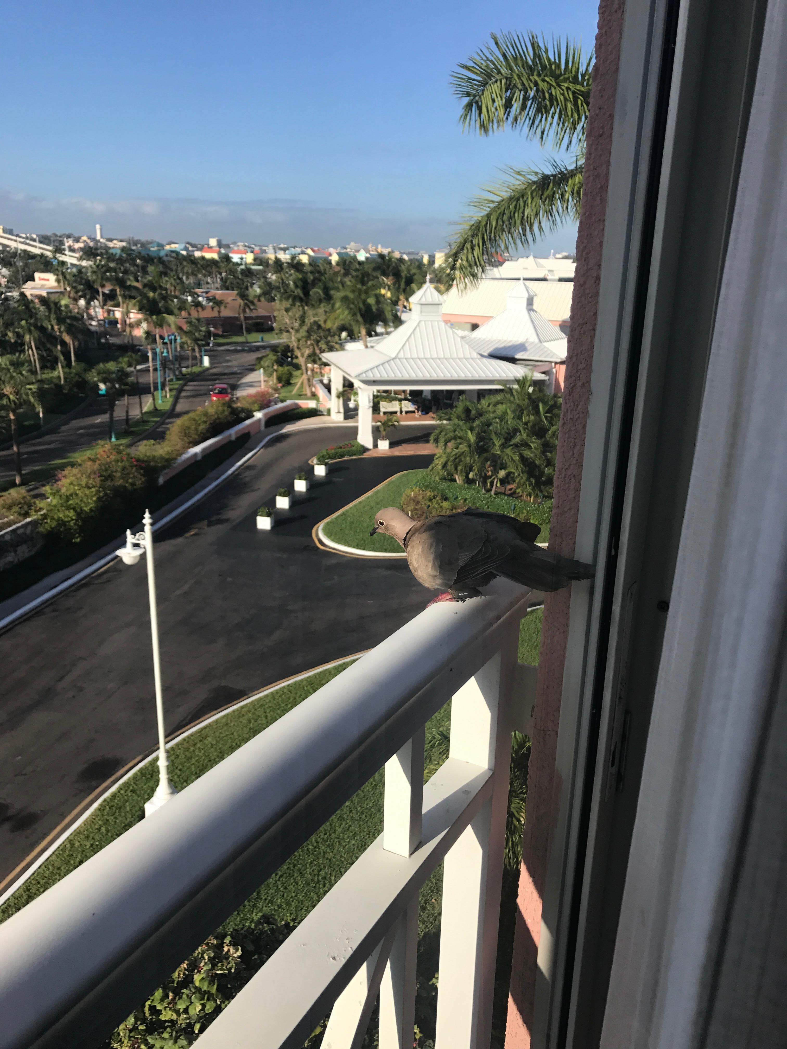 From my room