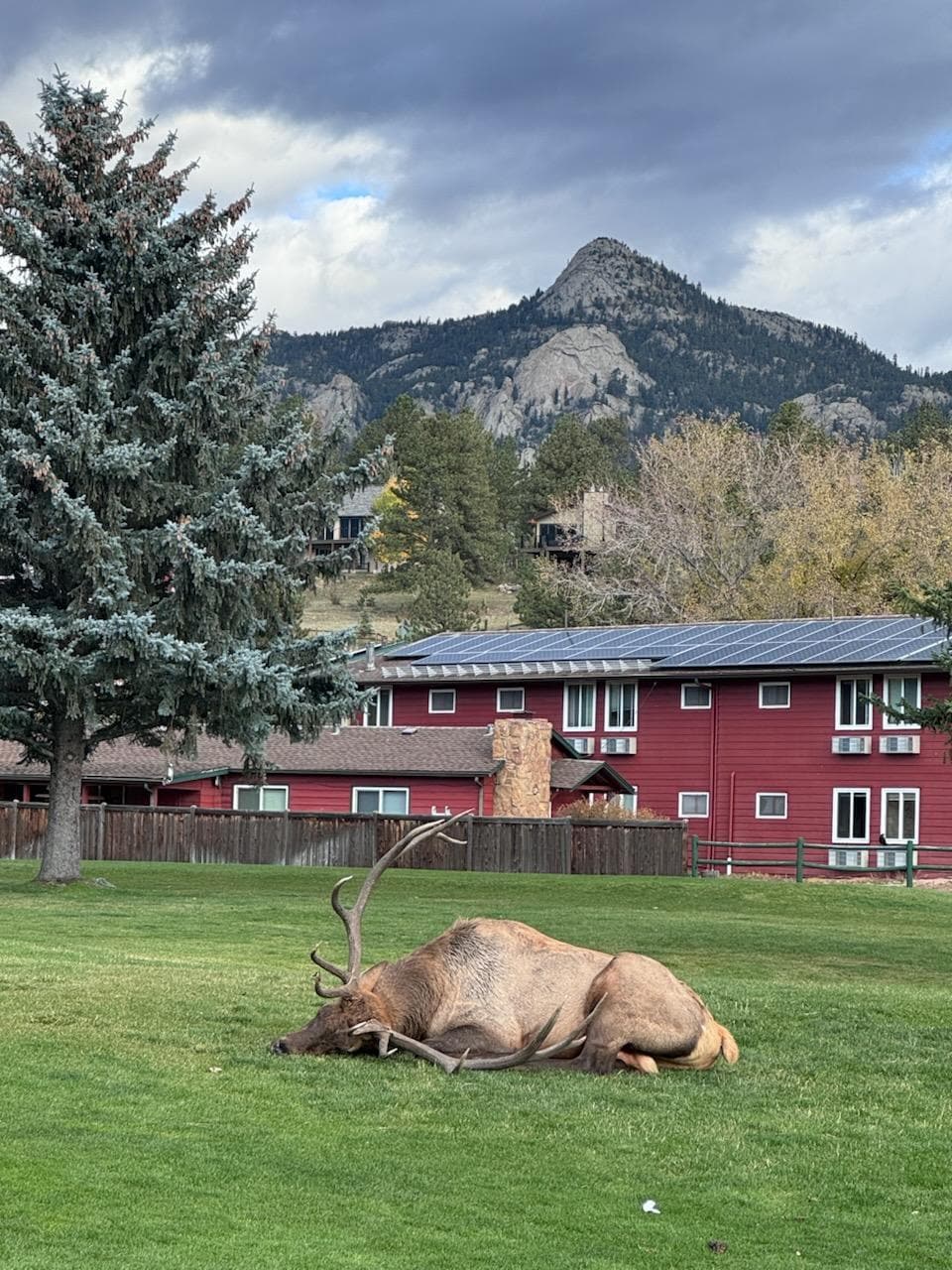 This boy was tired after watching and herding his harem!