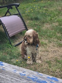 My dog loved the beach and back yard
