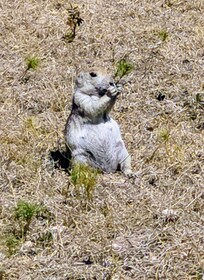 Custer State Park