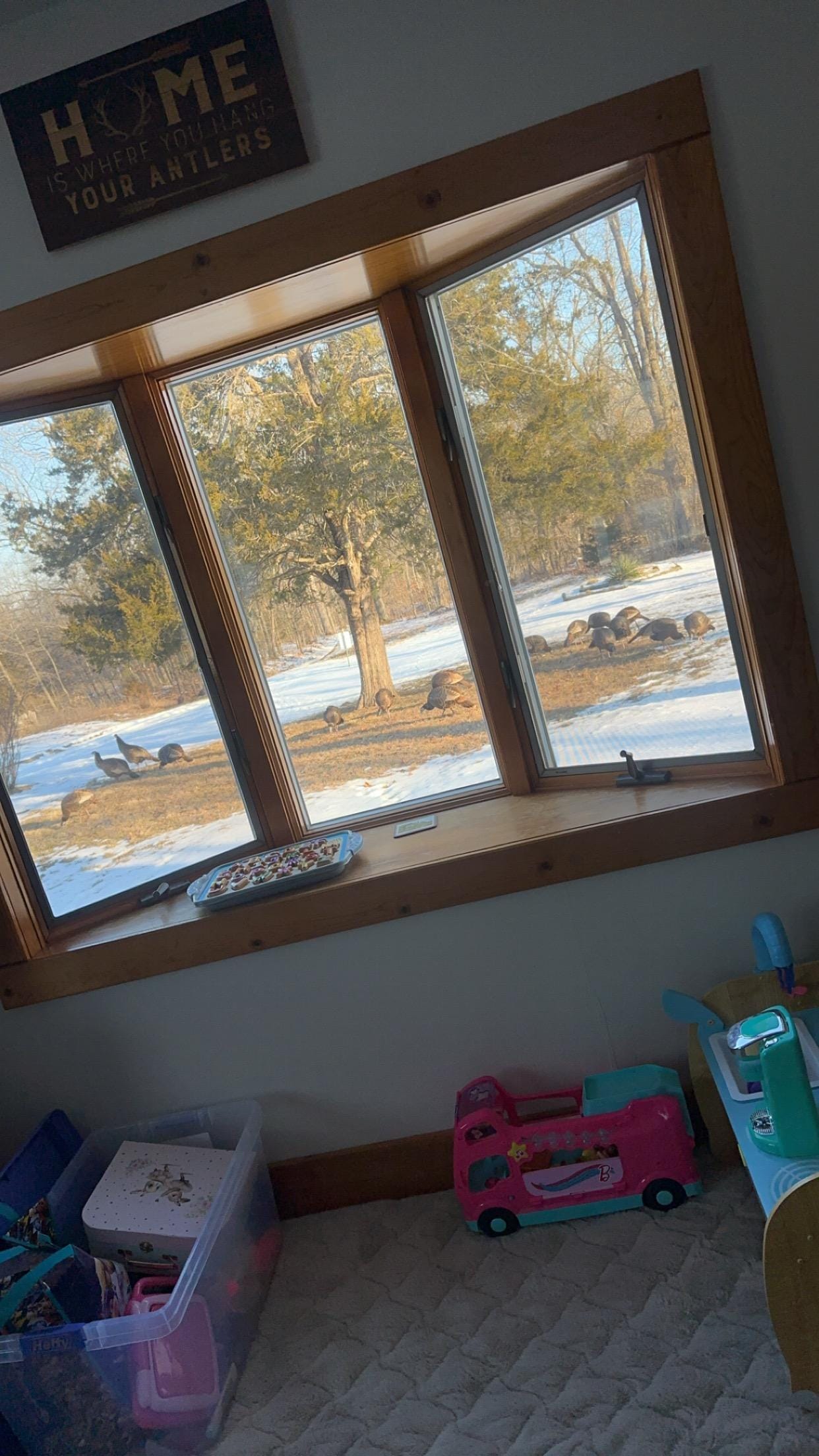 Turkeys out the living room window. 