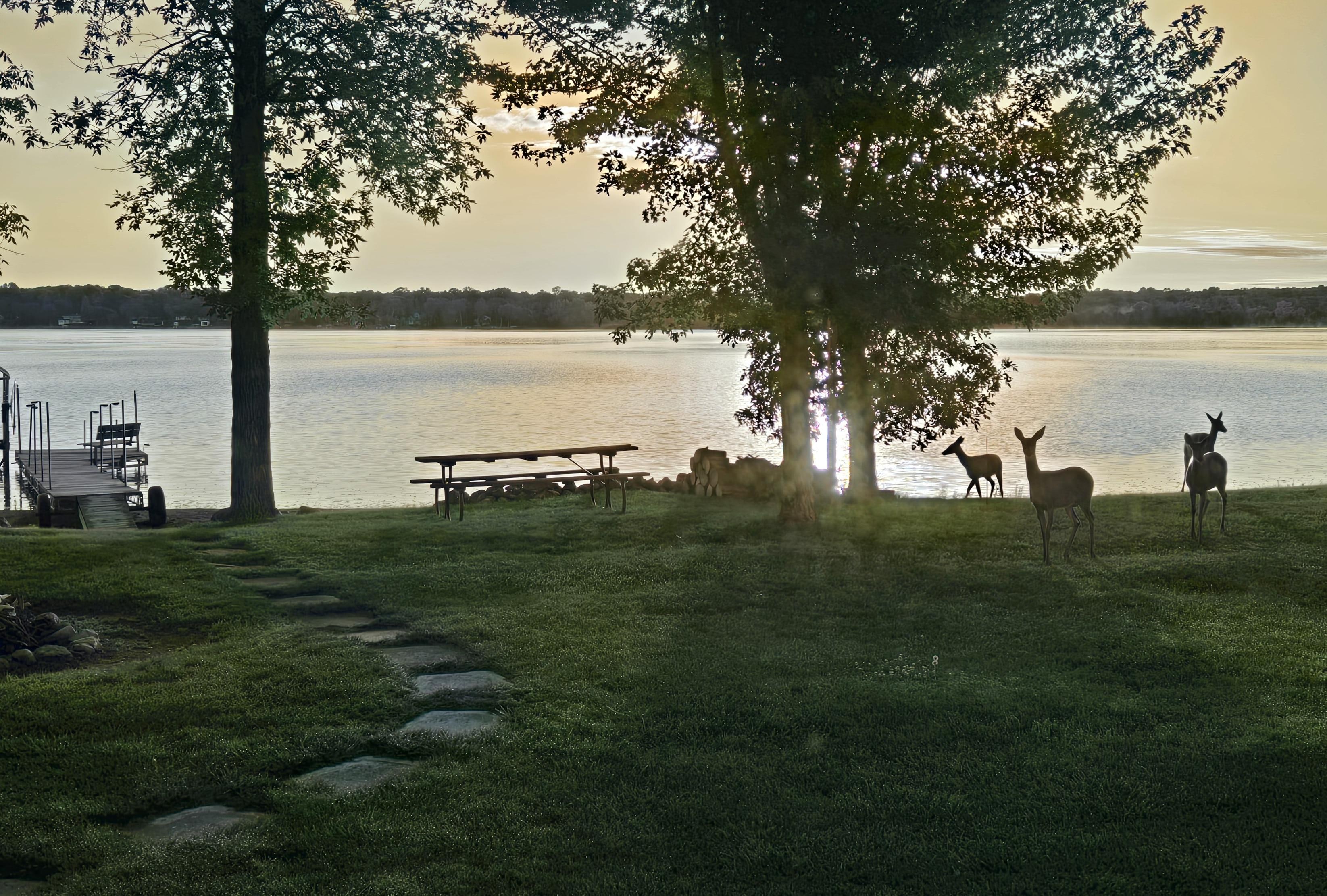 Regular morning deer visits!