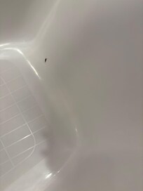 Bugs in tub