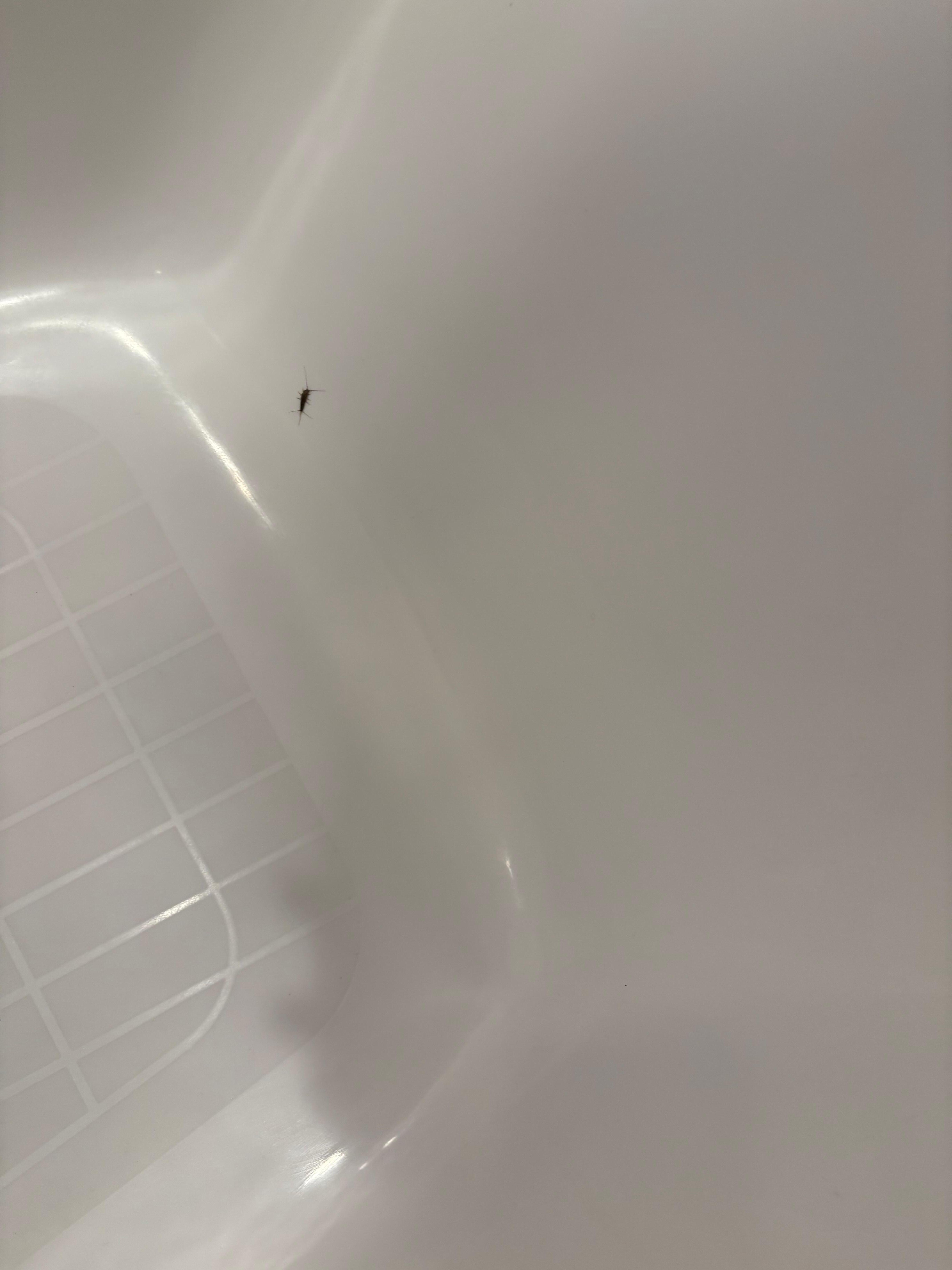 Bugs in tub 