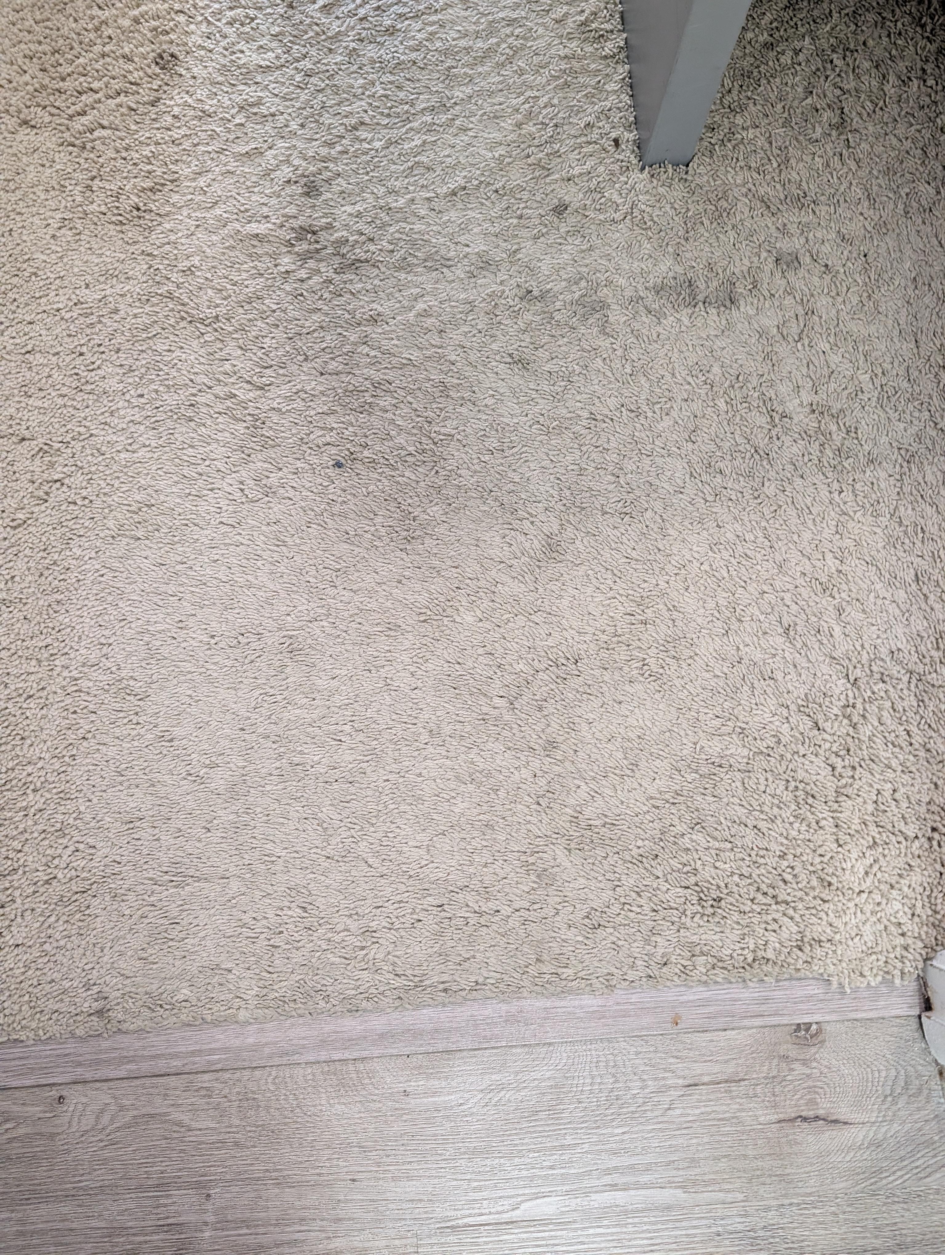 Some of the carpet stains