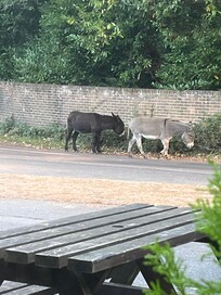 Donkeys in the morning