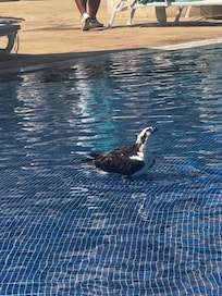 Eagle dove into pool