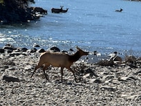Elk crossing the river just down from the cabin.