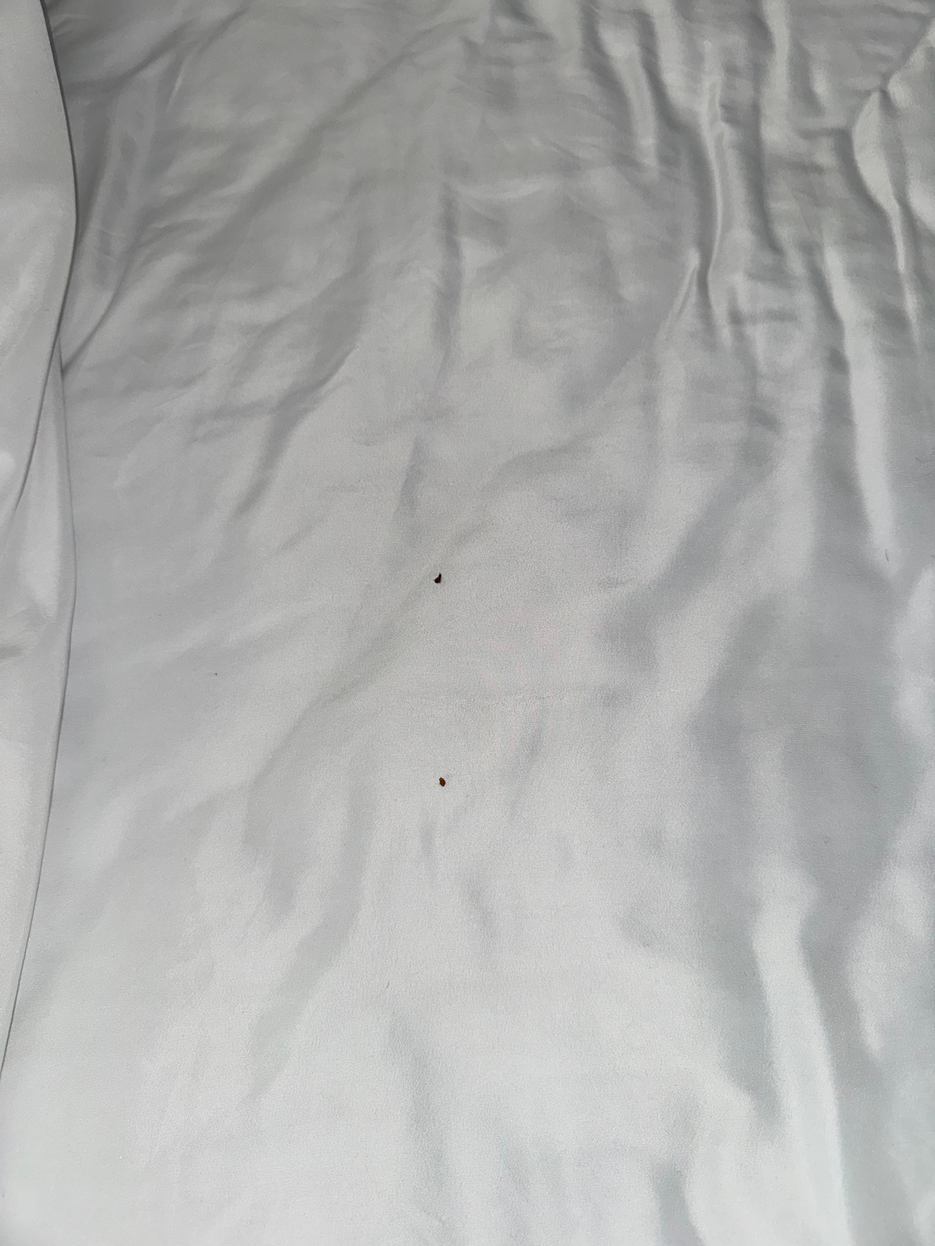 Bed bugs